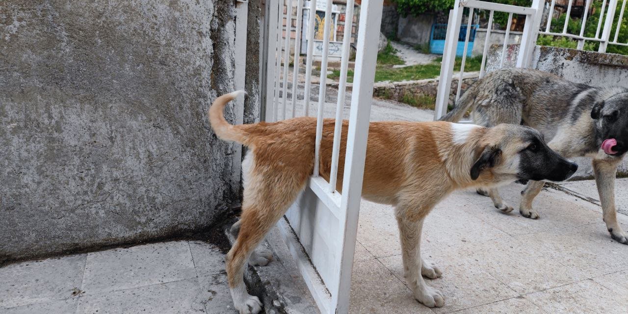 Demir parmaklıklara sıkışan köpek kurtarıldı