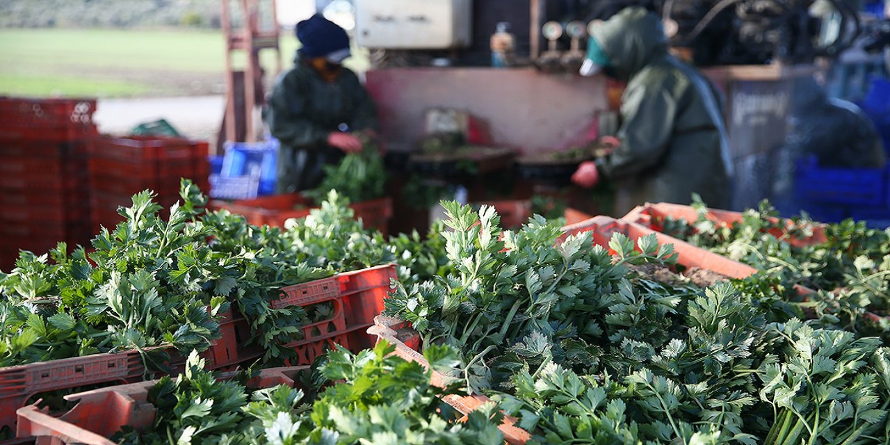 Bafra Ovası'nda kışlık sebze hasadı tamamlandı