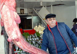 2.5 metrelik yayın balığı ilgi çekti