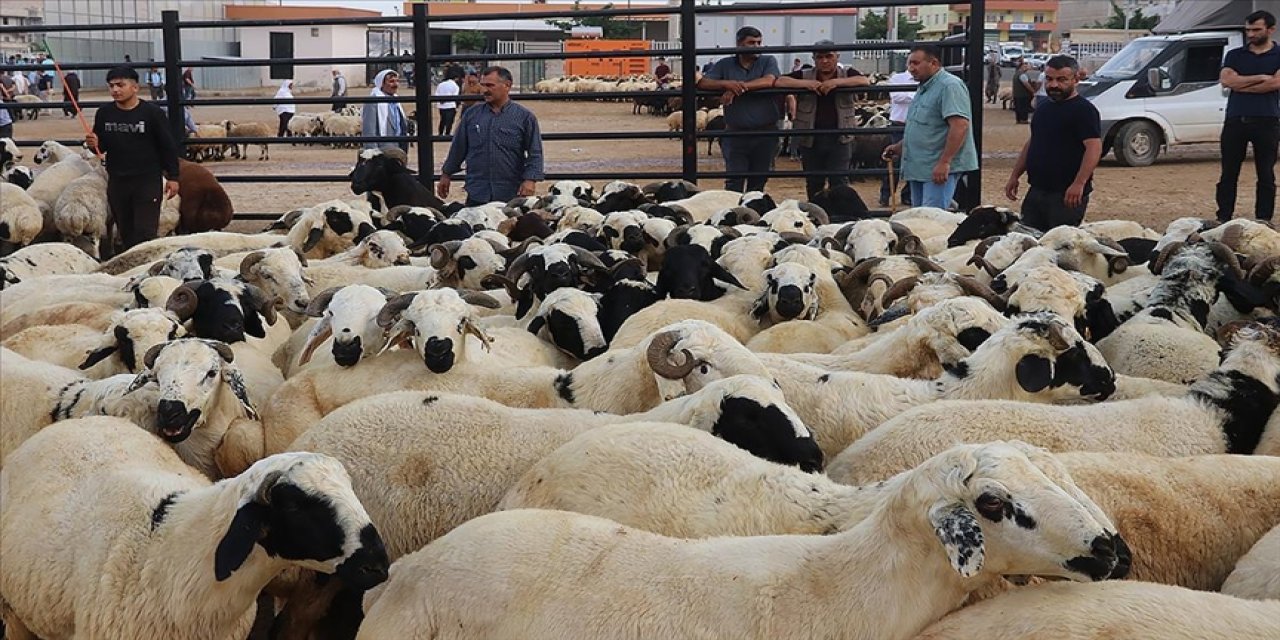 Türkiye'nin dört bir yanına sevk edilecek