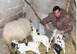 5'iz kuzular şaşırttı