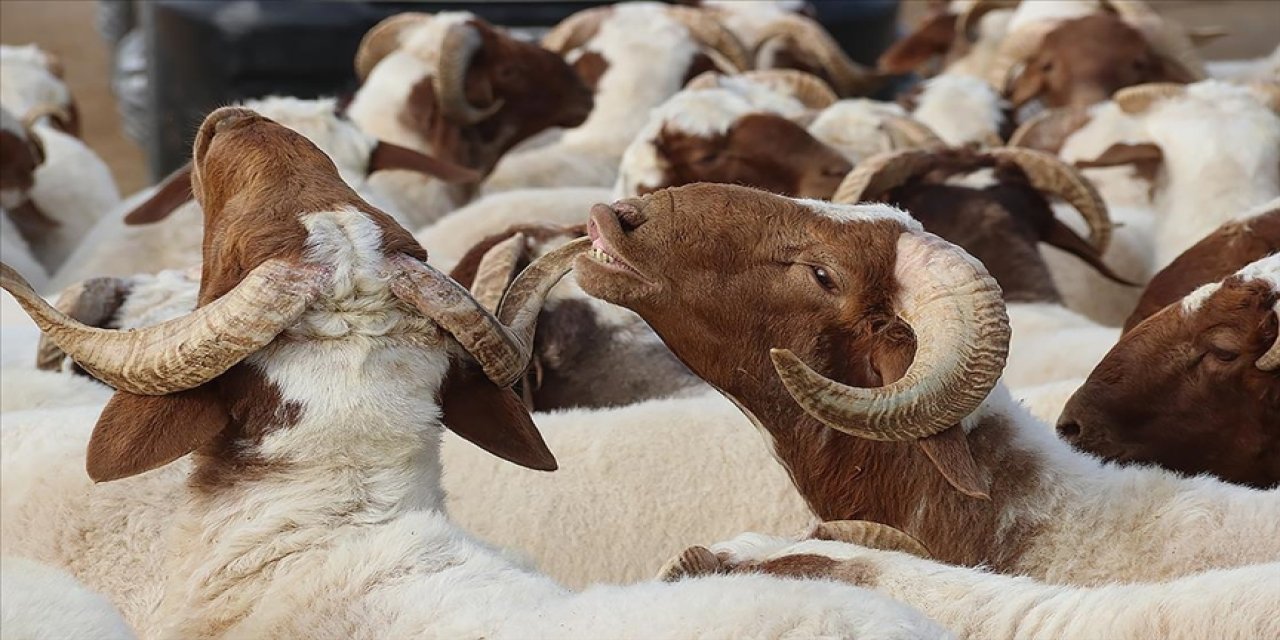 Kurban Bayramı 28 Haziran Çarşamba günü başlayacak