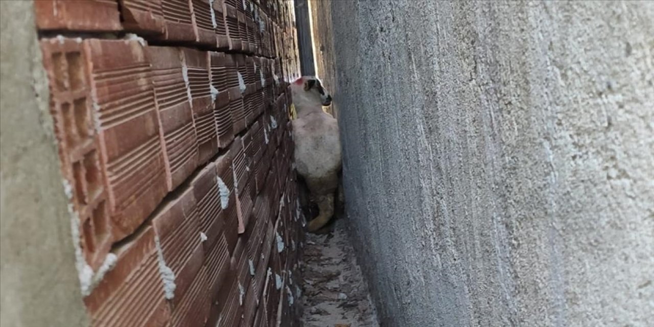 Sıkışan kurbanlık koyunu itfaiye kurtardı