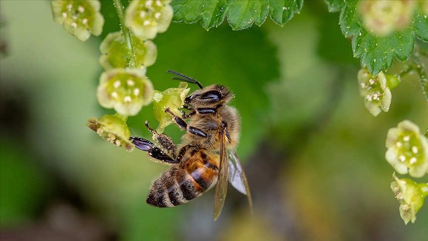 Arıların hayatta kalma şansı azalıyor