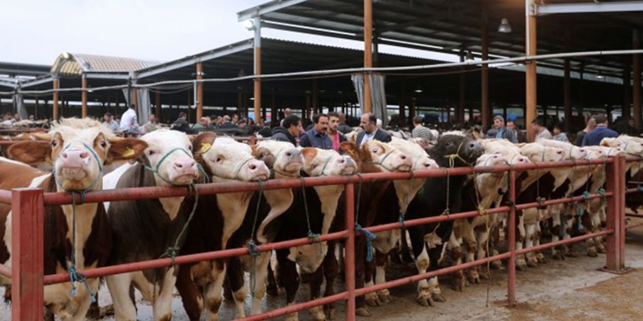 Samsun'da hayvan pazarları kapatıldı