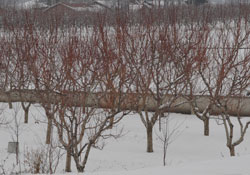 Çiftçilere don ve buz uyarısı