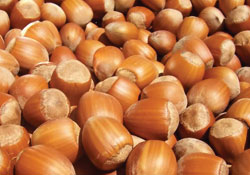 TMO 242 milyon kg fındık aldı