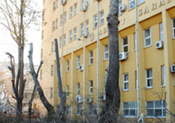 Asırlık ağaçlar budandı