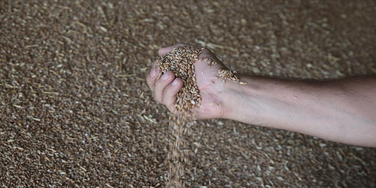 Buğday üretimi 21,5 milyon tona ulaştı