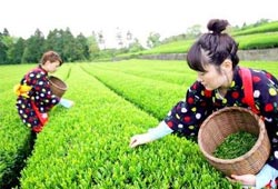 Türk yeşil çayı en sağlıklı yeşil çay