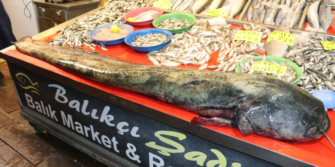 65 kilogramlık yayın balığı yakalandı