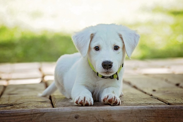 Köpeğinizin Hayatını Değiştirecek Egzersiz ve Sosyalleşme İpuçları!