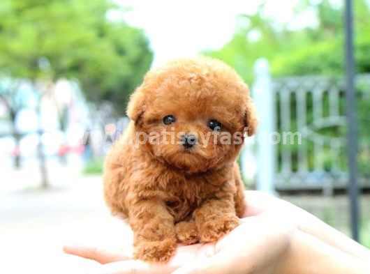 Toy Poodle: Sevimliliğiyle Büyüleyen Minyatür Köpek Irkı