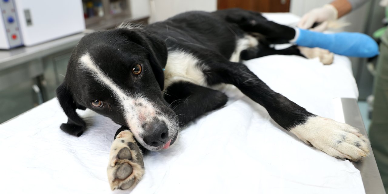 Sokak köpeğinin ezilen ayağı tedavi ediliyor