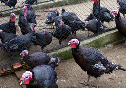 OMÜ'lü hindilere büyük ilgi