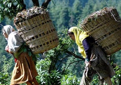 Karadeniz kadınına 'büyük göğüs sorunu'