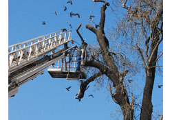 Güvercinlerin mekanı budandı