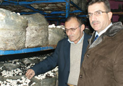 Kültür mantarıyla kalkınacak