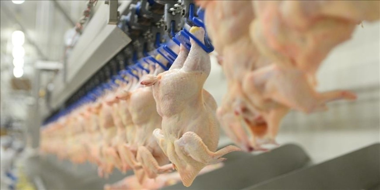 Tavuk eti üretimi artış gösterdi