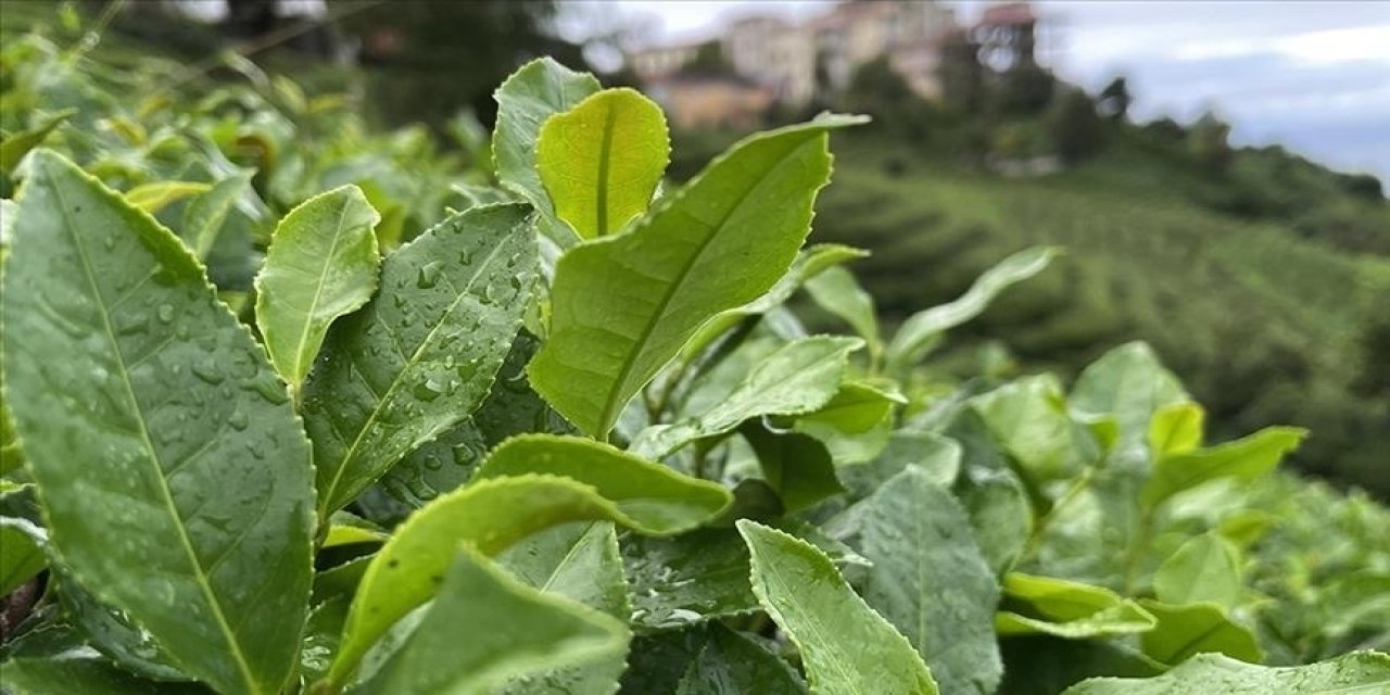 ÇAYKUR tomurcuk çayın fiyatını belirledi