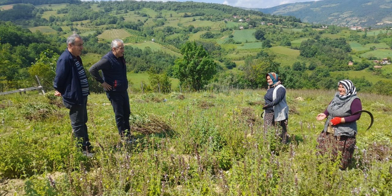 Anadolu adaçayının hasadına başlandı