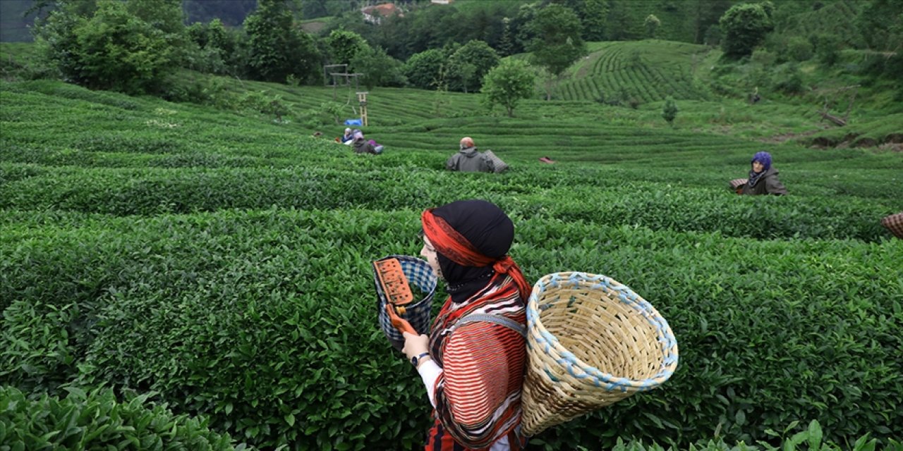 Çay bahçelerine gençleştirme budaması yapılacak