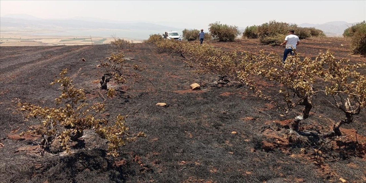 Asmalar ve zeytin ağaçları zarar gördü