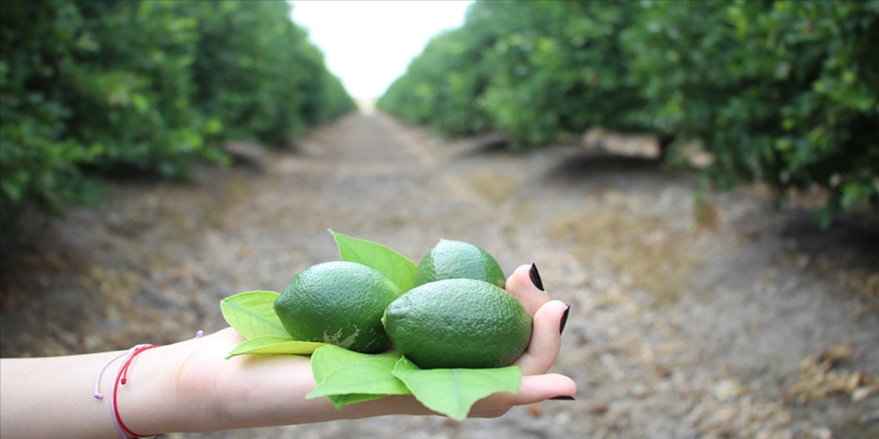 Turfanda limonla fiyatların dengelenmesi öngörülüyor