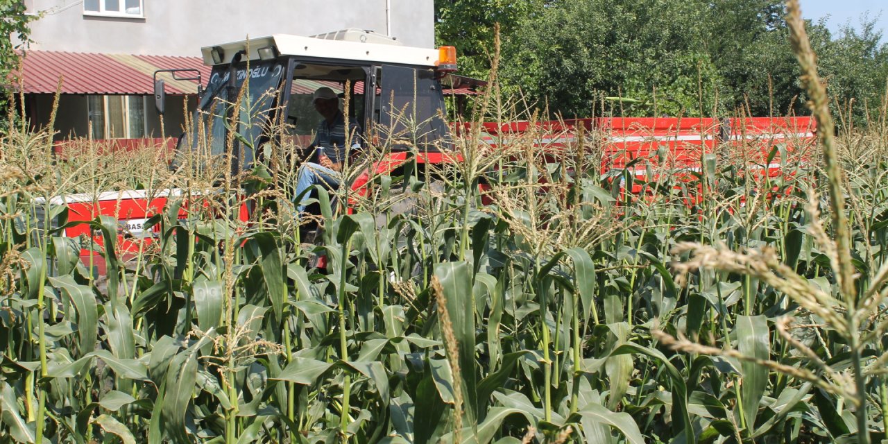 Bafra Ovası'nda mısır hasadı başladı