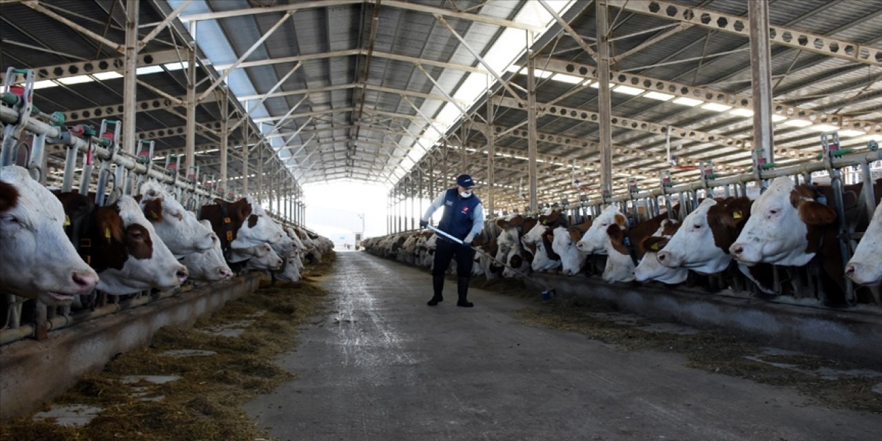 İnek sütü üretiminde rekor