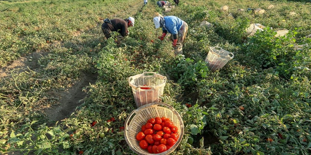 Üretim artışı toptan fiyatları düşürdü