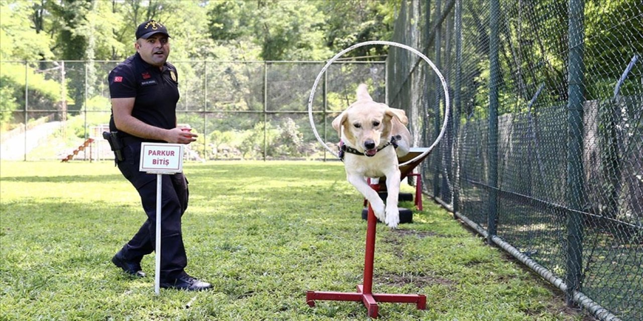 Dedektör köpekler eğitimlerle göreve hazırlanıyor