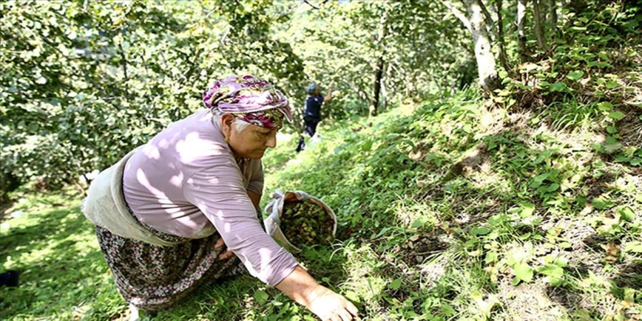 Fındık üreticileri maliyet ve zamandan tasarruf ediyor