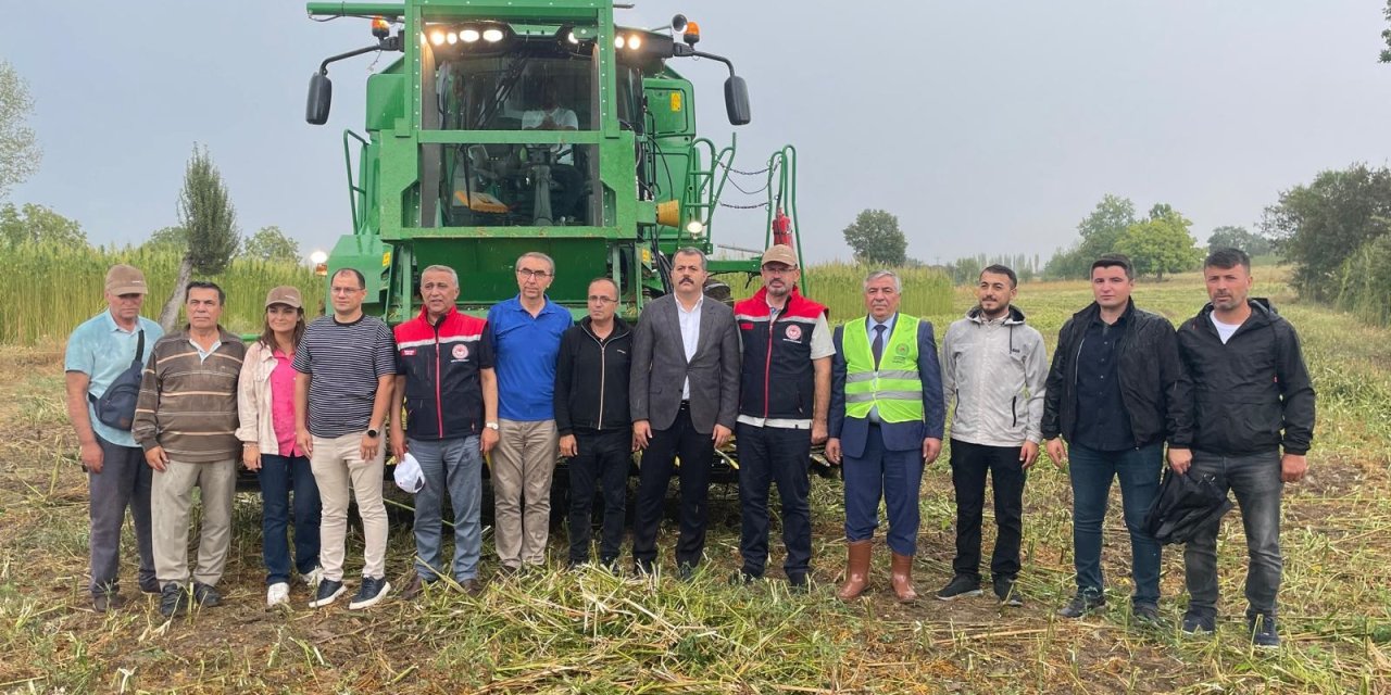 Samsun'da kenevir hasadı başladı