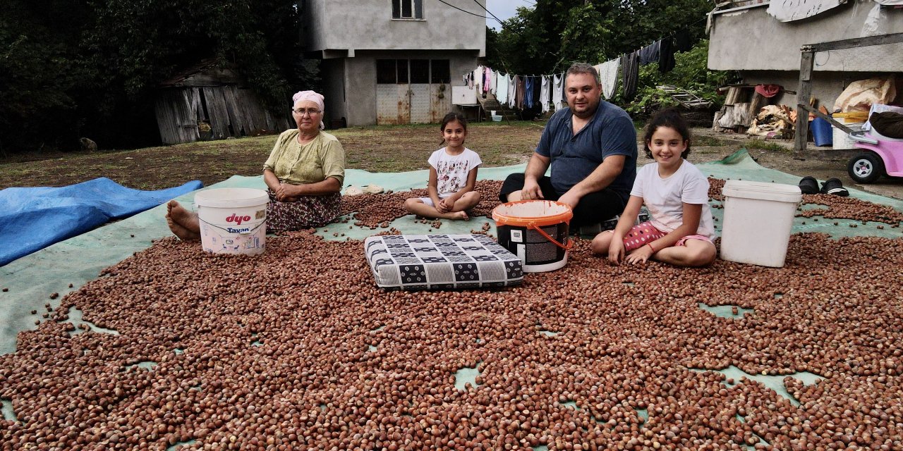 Samsun'da fındık mesaisi devam ediyor