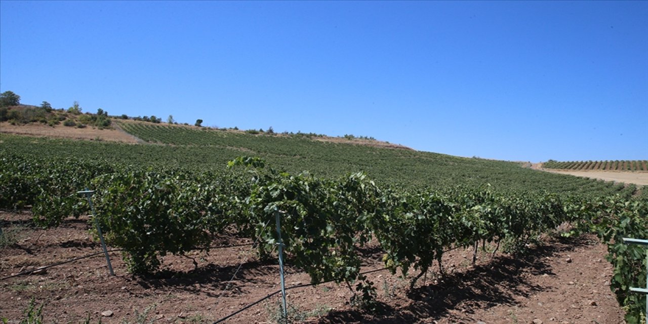 200 ton civarında yaprak hasat edildi