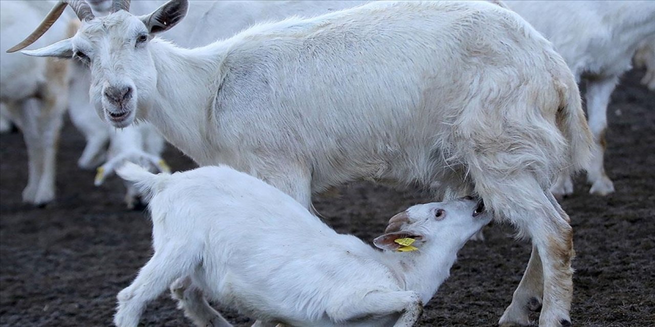 Destek başvuruları 2 Eylül'de başlıyor