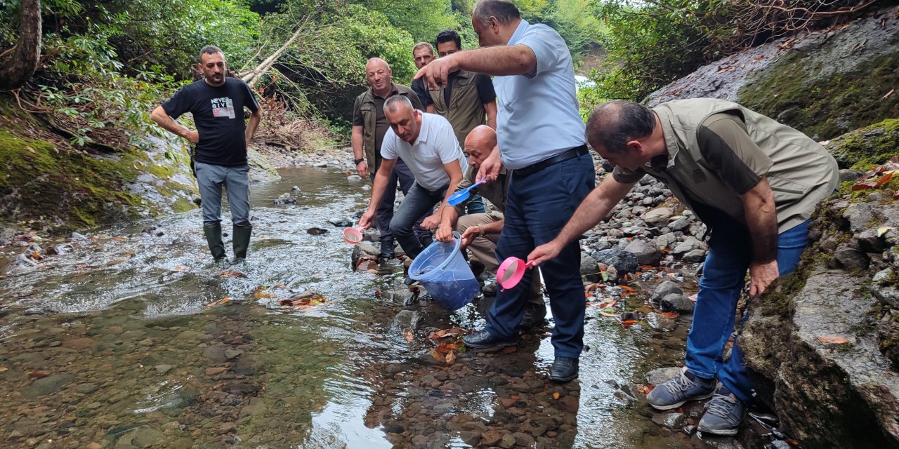 Samsun'da dereye 5 bin kırmızı benekli alabalık yavrusu bırakıldı