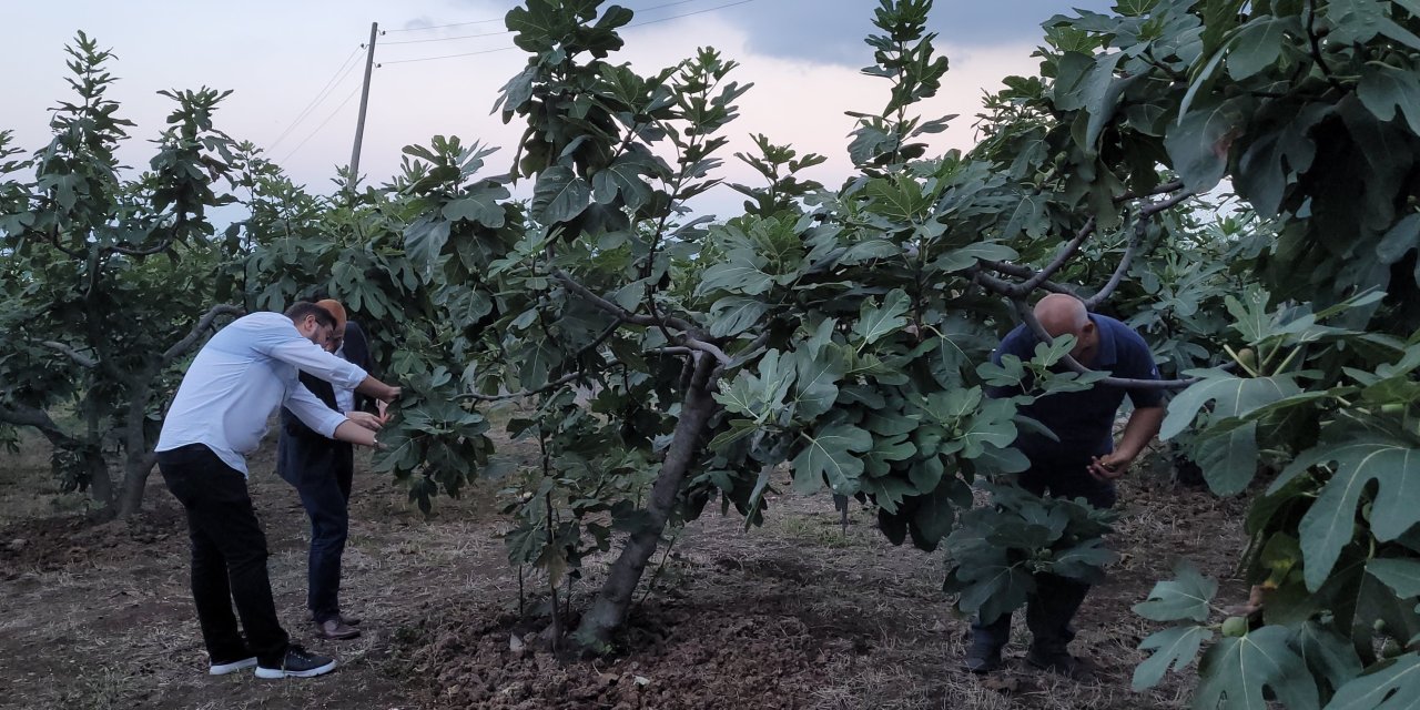 Mor patlıcan inciri hasadı başladı