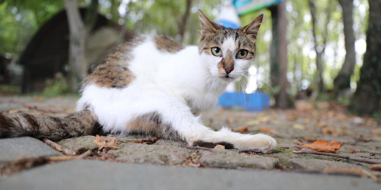 “Kedi Kasabası” örnek teşkil ediyor