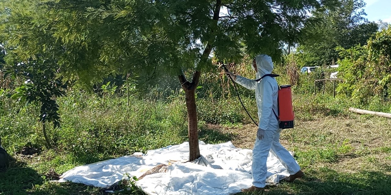 Çiftçilere kahverengi kokarca ile mücadele yöntemleri anlatıldı