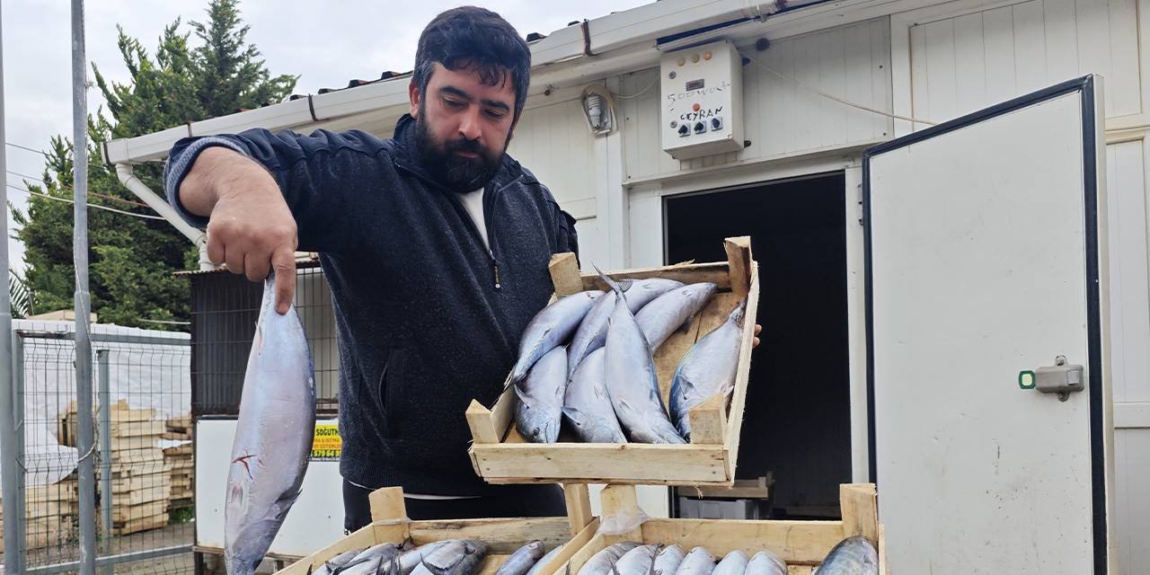 75 liradan satılan palamut ilgi gördü