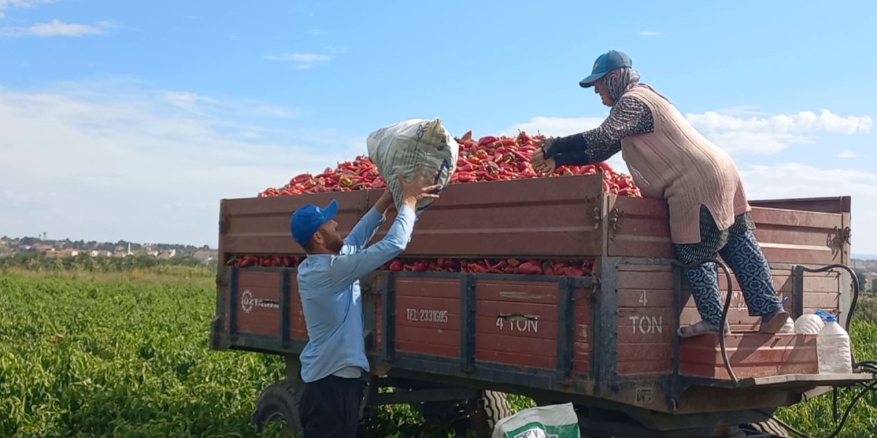 Bafra Ovası kapya biberde Türkiye’de 4’üncüsü