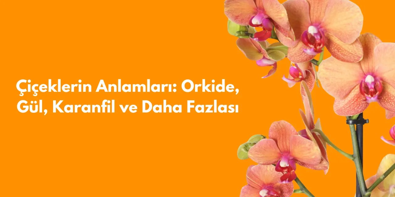 Çiçeklerin Anlamları: Orkide, Gül, Karanfil ve Daha Fazlası