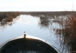 Sazların yakılması ekonomiye zarar veriyor
