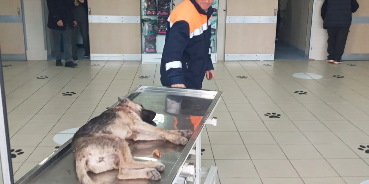 Belediyesi çalışanları yaralanan köpeği hastaneye götürdü