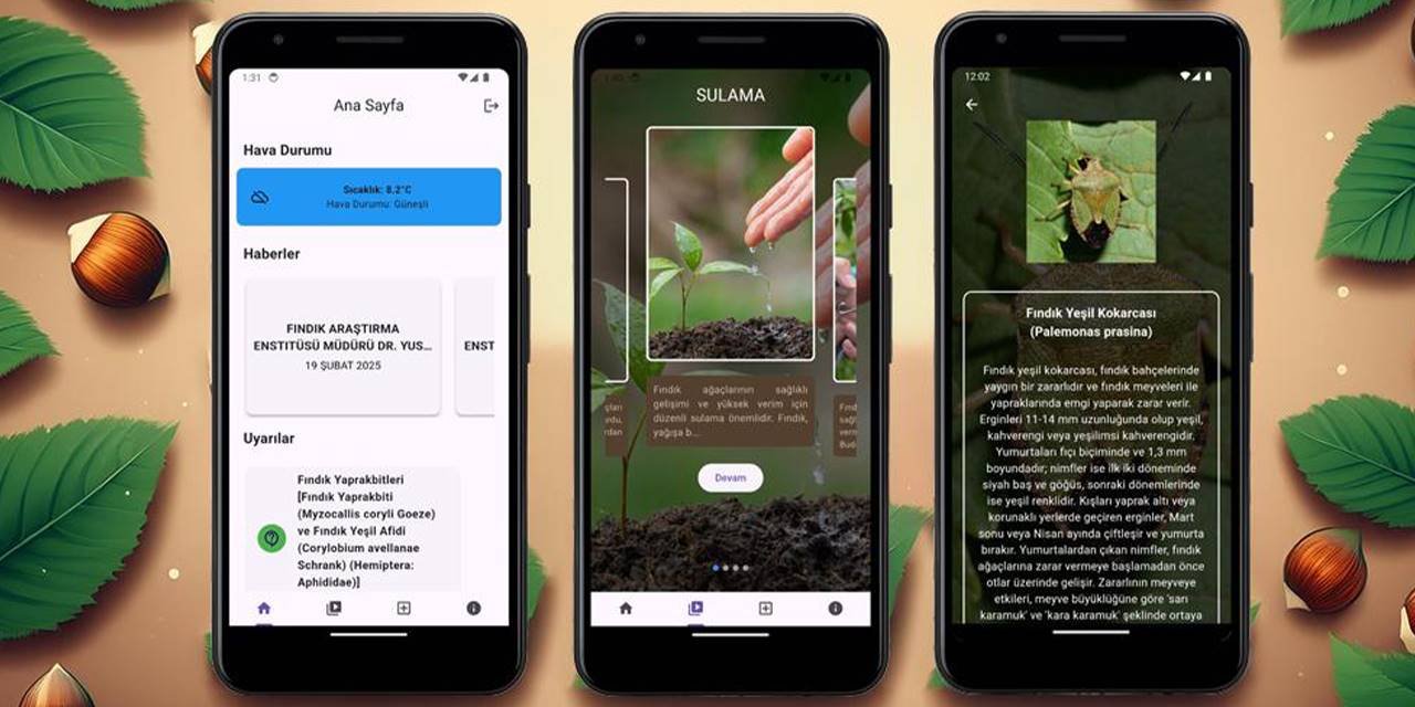 Fındık üreticilerine yapay zekâ destekli mobil uygulama