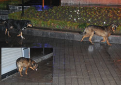 Başıboş köpekler korku salıyor