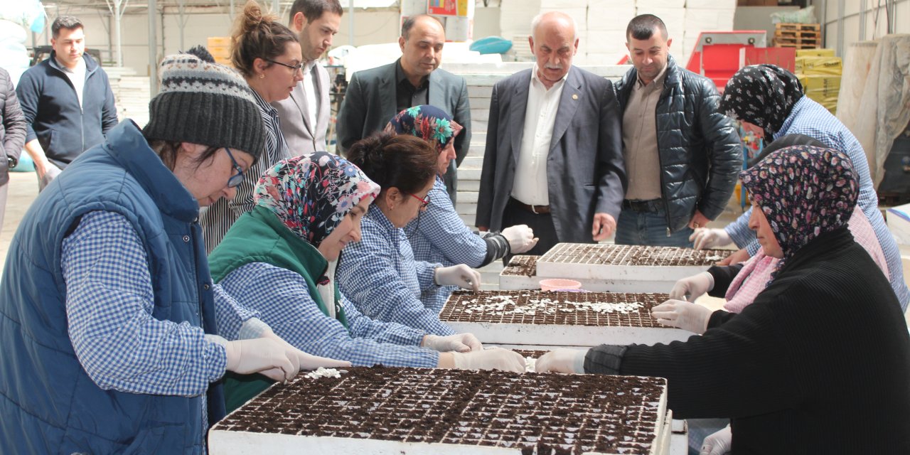 Üretilen tohum ve fideler 5 ülkeye ihraç ediliyor