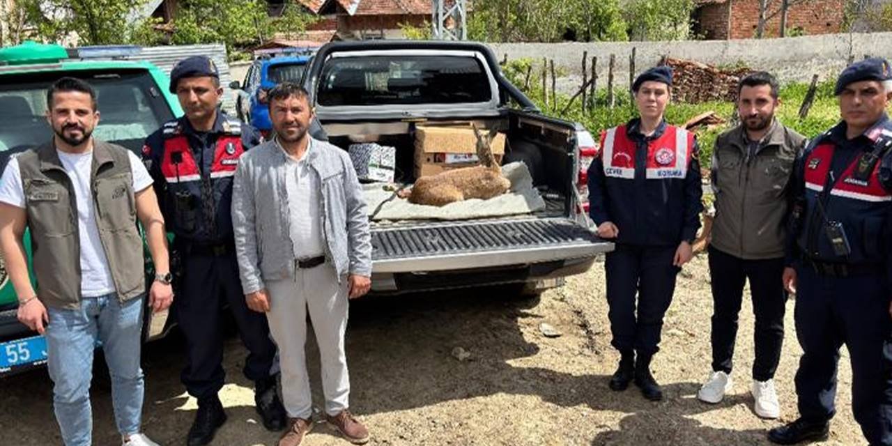 Yaralı karaca tedavi altına alındı